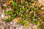 Hymenolobus pauciflora 02