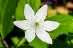 Anemone trifolia 01