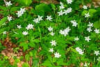 Anemone trifolia 02