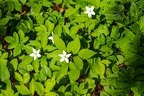 Anemone trifolia 03