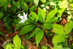 Anemone trifolia 07