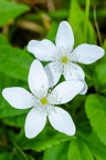 Anemone trifolia 09
