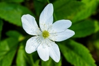 Anemone trifolia 10