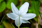 Anemone trifolia 11