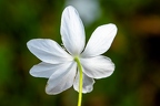 Anemone trifolia 12