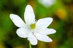 Anemone trifolia 13