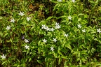 Anemone trifolia 16