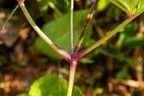 Anemone trifolia 18
