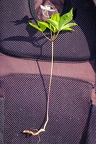 Anemone trifolia 20