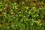 Anemone trifolia 21