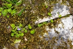 Cymbalaria muralis