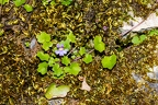 Cymbalaria muralis 2