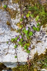 Cymbalaria muralis 3