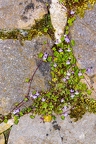 Cymbalaria muralis 4
