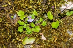 Cymbalaria muralis 5