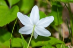 Anemone trifolia  2