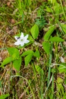 Anemone trifolia  3