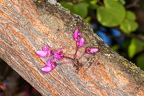 Cercis siliquastrum 4