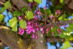Cercis siliquastrum 5
