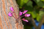 Cercis siliquastrum 6