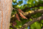 Cercis siliquastrum 8