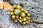 Sempervivum arachnoideum  1