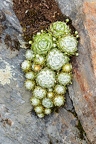Sempervivum arachnoideum  3