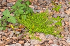 Cruciata pedemontana