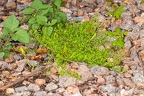 Cruciata pedemontana 02