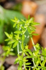 Cruciata pedemontana 03