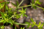 Cruciata pedemontana 04