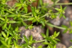 Cruciata pedemontana 05