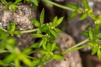 Cruciata pedemontana 06