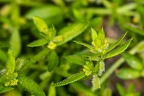 Cruciata pedemontana 07