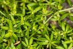 Cruciata pedemontana 08