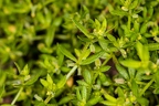Cruciata pedemontana 09