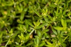 Cruciata pedemontana 10