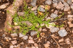 Cruciata pedemontana 11