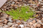 Cruciata pedemontana 12
