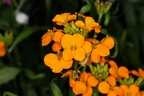 Erysimum x marshalli 02
