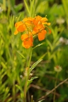 Erysimum x marshalli 03