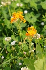Erysimum x marshalli 05