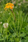 Erysimum x marshalli 07