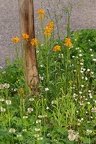 Erysimum x marshalli 08