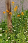 Erysimum x marshalli 09