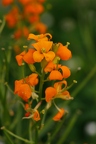Erysimum x marshalli 12