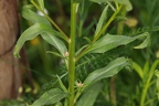 Erysimum x marshalli 16