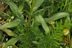 Erysimum x marshalli 17