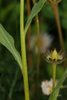 Erysimum x marshalli 18