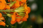 Erysimum x marshalli 27